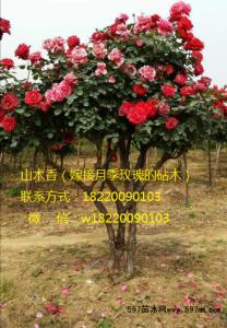 山木香嫁接月季视频 山木香接月季一绝,长势猛开花快造型好看,树形月季首选