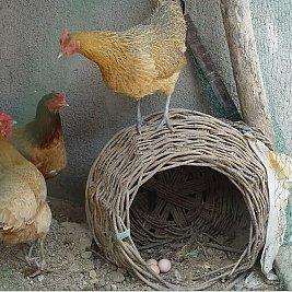 饲料鸡蛋有激素吗 鸡饲料中含有哪些激素？