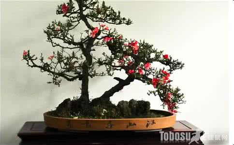 大阪松盆景怎样翻盆 海棠盆景-栽种翻盆