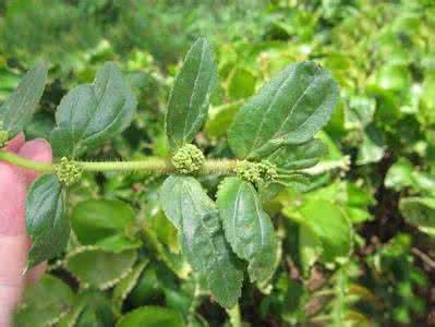 名贵植物中药材排名 飞扬草 大飞扬草(中药材植物名:飞扬草)(植物科目:大戟科)