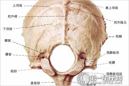 后脑有枕骨面相学图解 骨相图解：连璧三寸枕骨