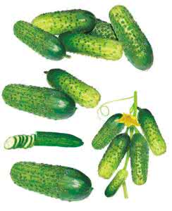 黄瓜的减肥功效 黄瓜有利排毒减肥功效好