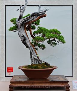 盆景制作图 盆景欣赏续2