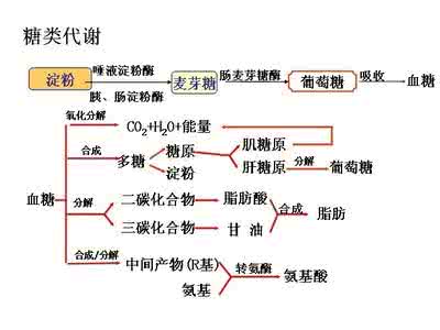 三大产能营养素 产能营养素 三大产能营养素