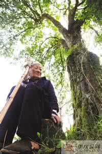 桂花树下的爱情读后感 桂花树下的爱情