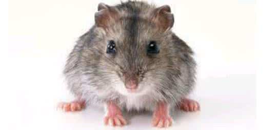 官仓鼠 官仓鼠的意思 仓鼠放松是什么意思?