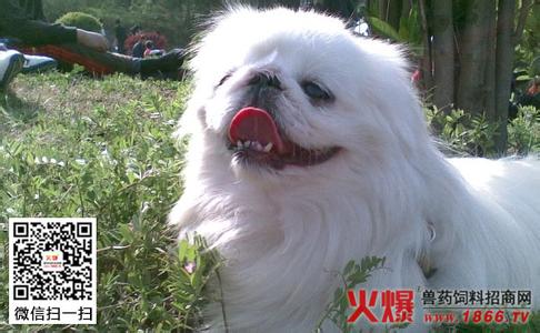 贵宾犬的寿命有多长 京巴狗的寿命 贵宾犬寿命一般有多长