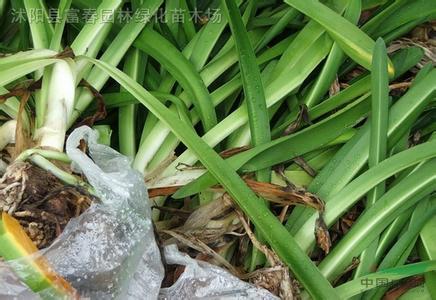 箬兰 箬兰可以治疗胃溃疡吗 箬可以组什么词？