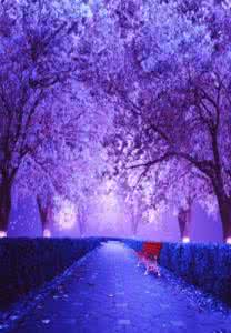 晚安心语 晚安心语131010：花开有花开的炽烈，落叶有落叶的静美