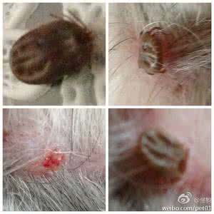 耳朵里长虫 狗耳朵长虫 梦见耳朵里长虫