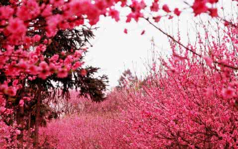 测字最近桃花 姓名测字:你的名字有旺桃花吗?