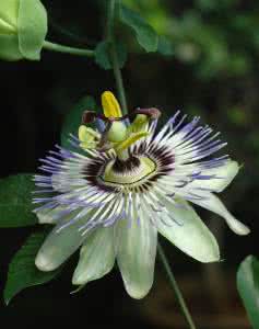 西番莲科 西番莲(Passiflora coerulea)，西番莲科  