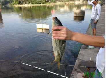 垂钓鲢鳙毛刷的优点 垂钓鲢鳙 【趣味鱼塘】垂钓鲢鳙的实用小技巧！