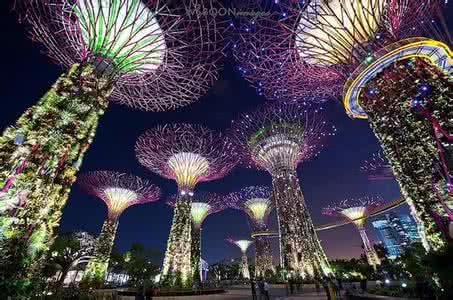 新加坡天空树 新加坡的超級樹
