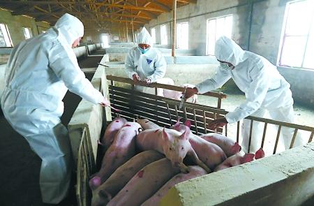 生猪屠宰场 南充局检查生猪屠宰场 4家动物防疫条件不达标