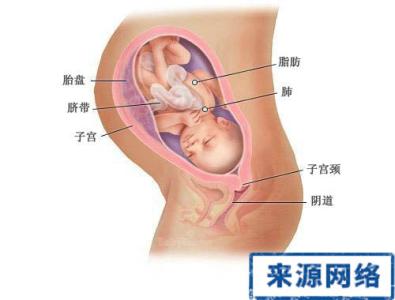 孕32周胎儿发育标准 孕期34周胎儿发育图 孕期麻麻｜孕34周胎儿发育和妈妈变化，接好孕！