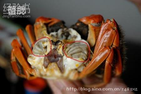 螃蟹可以和奶酪同时吃 螃蟹不能和什么同时吃