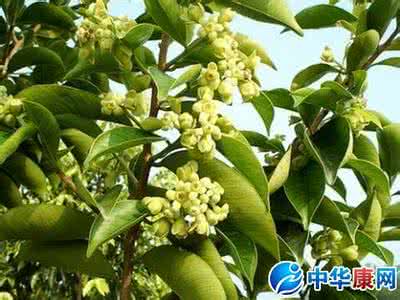 真假沉香的鉴别图片 中药沉香图片 中药沉香图片及如何辨别