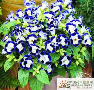 凤仙花的栽培养护方法 夏堇的栽培养护管理方法