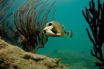 魔鬼三角洲百慕大之谜 魔鬼百慕大 充满灵异气息的度假胜地