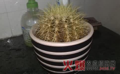 仙人球发黄 仙人球发黄的解决办法