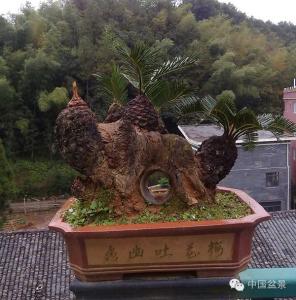 中华蚊母盆景 中华盆景 中华蚊母盆景制作与养护