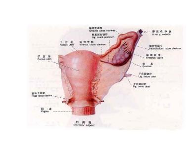 卵巢子宫内膜异位囊肿 女性卵巢子宫护理 【女性知识】女人护理子宫的四个关键时期!