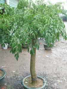 绿宝幸福树的养殖方法 绿宝树的养殖方法 绿宝树的养殖方法和注意事项