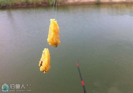 钓鲤鱼最好的饵料 钓鲤鱼最好的饵料 钓鲤鱼用什么饵最好