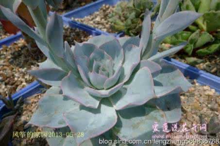皮氏石莲 【园艺】多肉植物皮氏石莲养殖方法