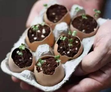 一分钱 扔掉可惜 不花一分钱就能治咽炎，可惜人们会把它当垃圾扔掉