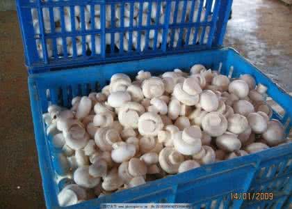 双孢蘑菇的做法 双孢蘑菇 双孢蘑菇怎么做好吃?