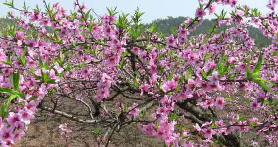 童养媳桃李满天百度云 描写桃花 ? ?山上层层桃李花，云间烟火是人家