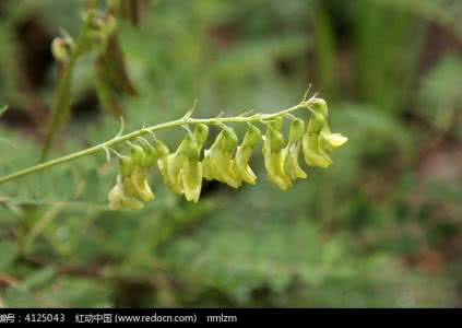 野生黄芪图片大全 大翼黄芪