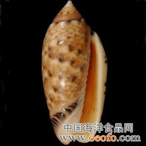 宝岛眼镜 宝岛榧螺