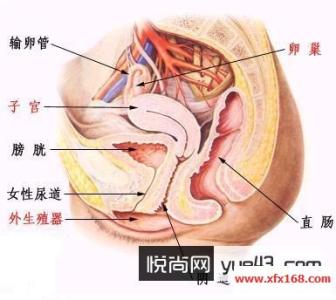 尾行3真实私处图 图解：女人私处真实结构图片