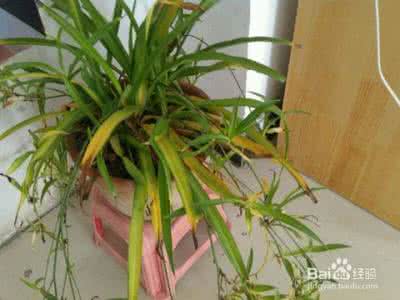 水养吊兰叶子发黄 吊兰叶子发黄 详细为大家介绍吊兰叶子发黄怎么办 如何养出健康吊兰