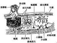 弥散性血管内凝血 弥散性血管内凝血从中医分型辨治(转载)