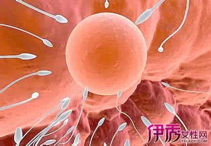 卵子排出后存活多久 卵子排出后能存活多久?黄金48小时
