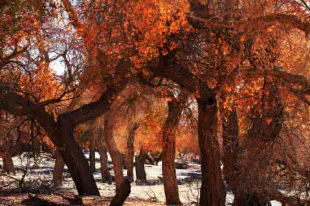 暖秋 电视剧 燃起，暖秋