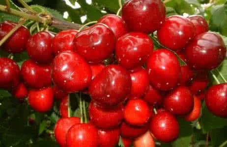 樱桃的营养价值及功效 樱桃的营养价值与功效盘点