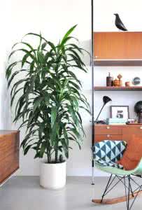 适合放在客厅的大植物 这 30 种大植物，放在家里特踏实（多图）