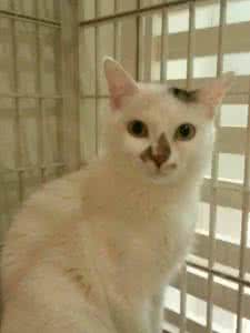 猫咪怕生怎么办 客人 猫咪怕生怎么办