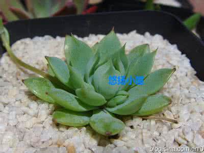 多肉植物蔓莲 多肉植物图鉴之蔓莲