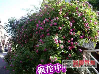 垂吊植物 养花一定不可以错过的7款垂吊植物,比绿萝吊兰好看多了!
