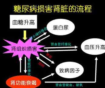 糖尿病肾病的发病机理 糖尿病肾病的发病机理 你清楚糖尿病肾病的中医机理吗