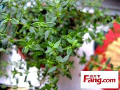 香草 养植香草并不是很困难的事,只须记得几项要求