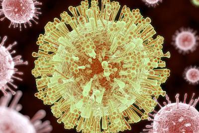 寨卡病毒传播途径 研究证明寨卡病毒垂直传播影响子代脑发育