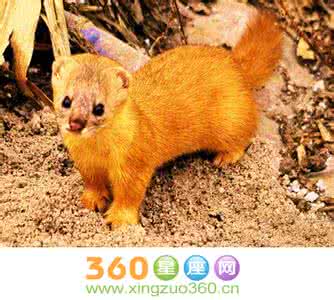 梦见黄鼠狼是什么意思 梦见流星雨 梦见黄鼠狼