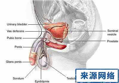 无精子症治疗方法 少精子症怎么治疗 少精子症的治疗方法